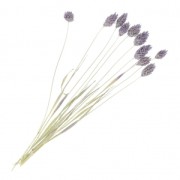 Dried lavender phalaris flowers for DIY creation x10 stalks