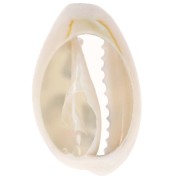 18-23mm Cauri shell leopard print - Ecru - Caramel - Black x1